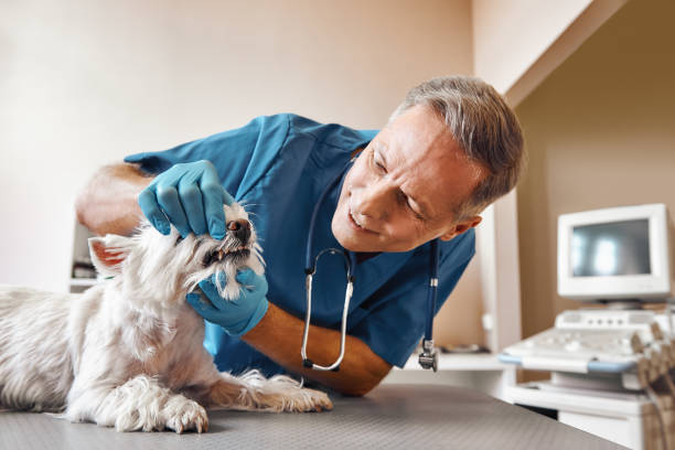 Best Emergency Wisdom Teeth Removal in Ashtabula, OH